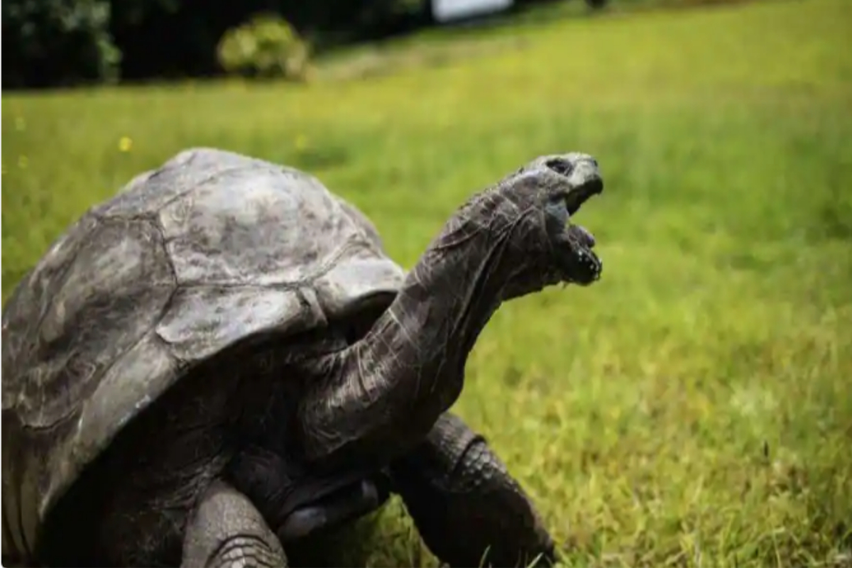 oldest tortoise