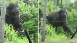 Elephant uses brilliant technique to break electric fence: Video