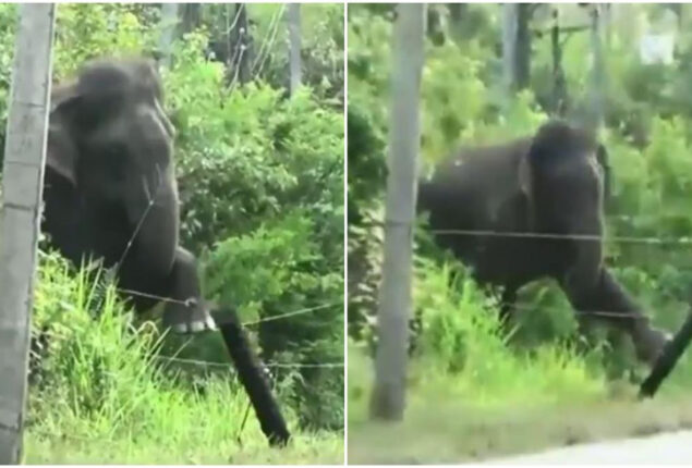 Elephant