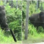 Elephant uses brilliant technique to break electric fence: Video