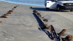 Large and unidentified object found on Florida beach