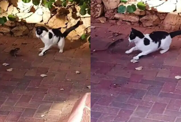 Tom and Jerry? Cute cat-and-mouse fight goes viral