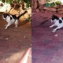 Tom and Jerry? Cute cat-and-mouse fight goes viral