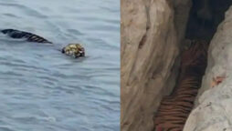 Royal Bengal Tiger Spotted Swimming in River
