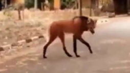Rare Maned Wolf Crosses Road in Central South America
