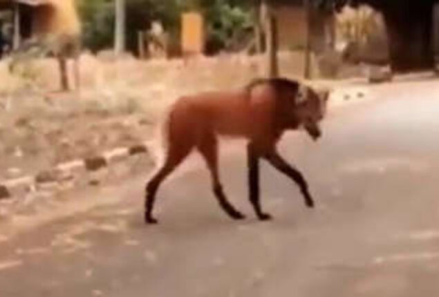 Rare Maned Wolf