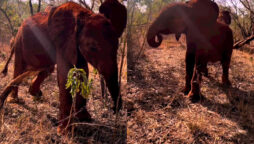 watch: Internet Hearts Baby Elephant Clawing Itself