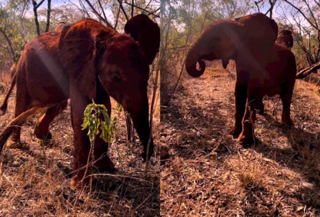 watch: Internet Hearts Baby Elephant Clawing Itself