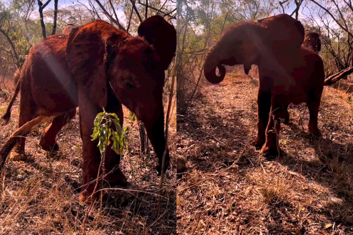 Baby Elephant Clawing Itself