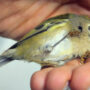 Bird hurt by glass door. how YouTuber take care of it: Watch