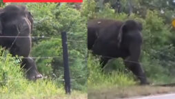 Elephant breaks electric fence