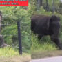 Elephant breaks electric fence using a great technique