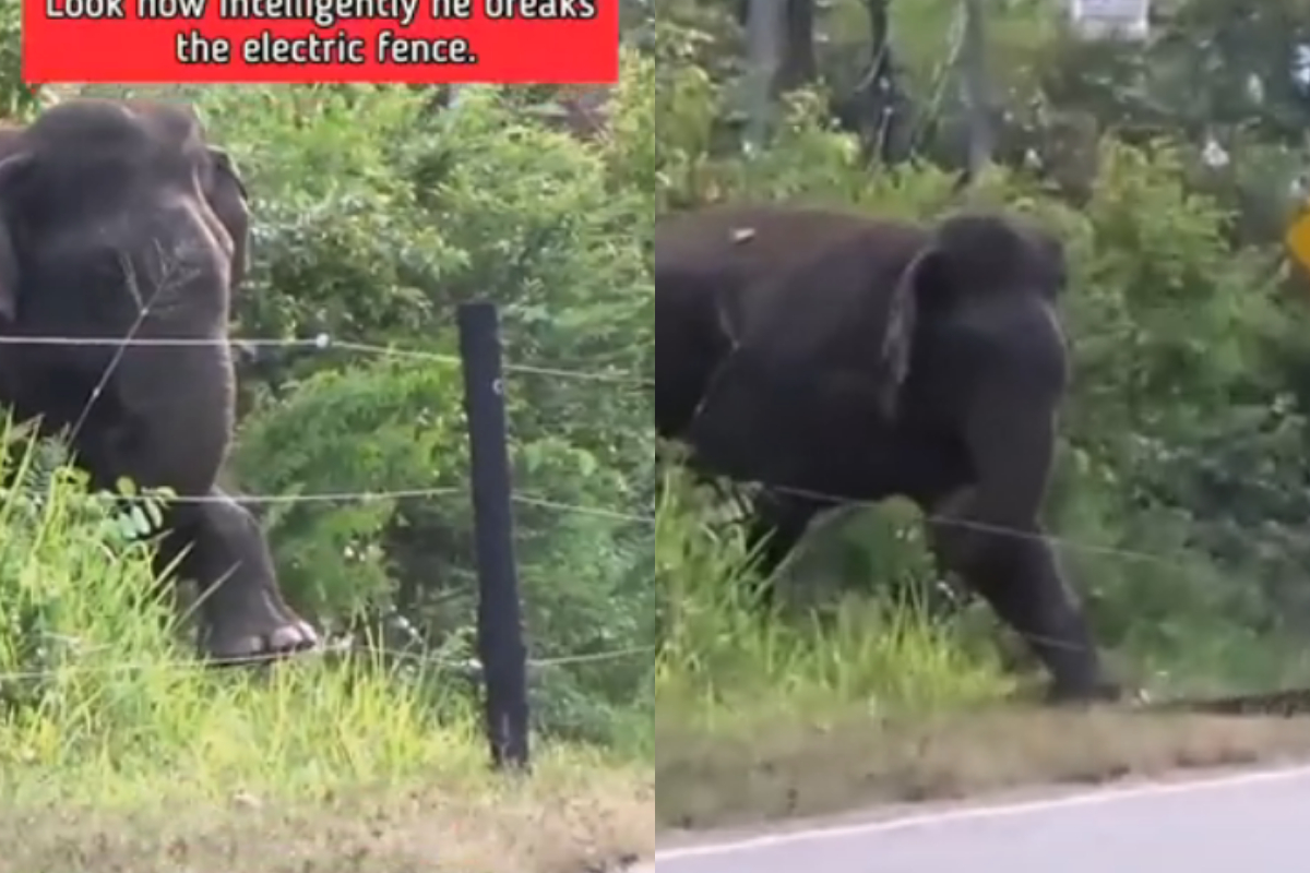 Elephant breaks electric fence