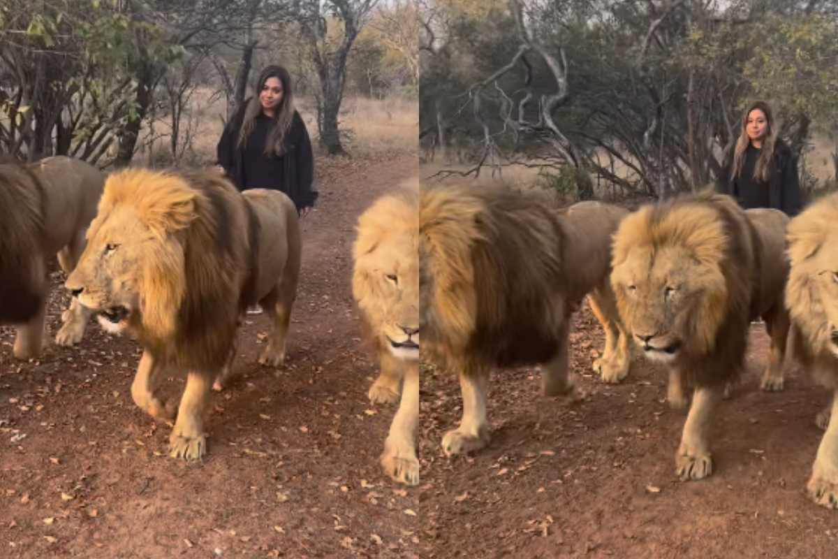 woman walking with lions