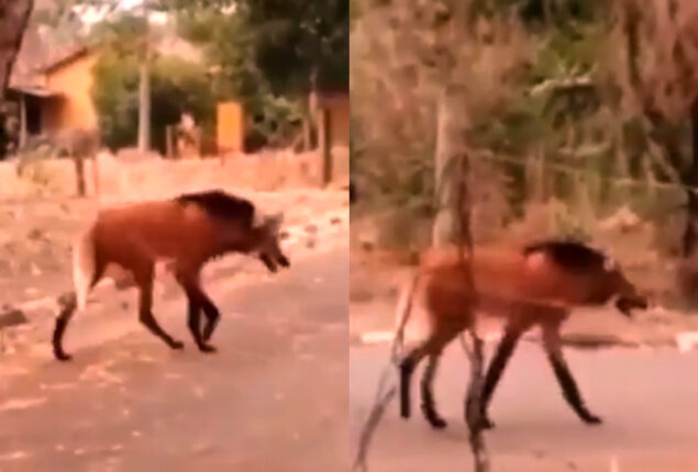 Watch: Video of monster that’s neither fox nor wolf went viral