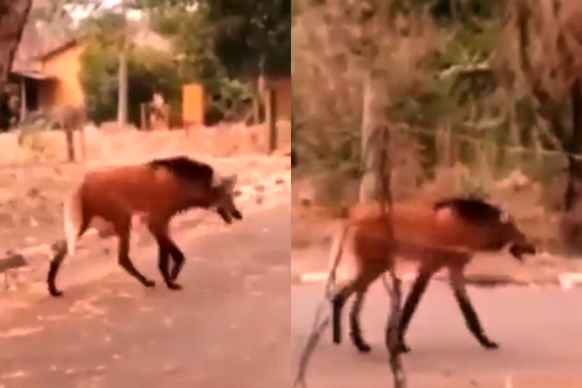 monster neither fox nor wolf