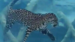 Jaguar Swimming Confidently in an Aquatic Water Tank: Video