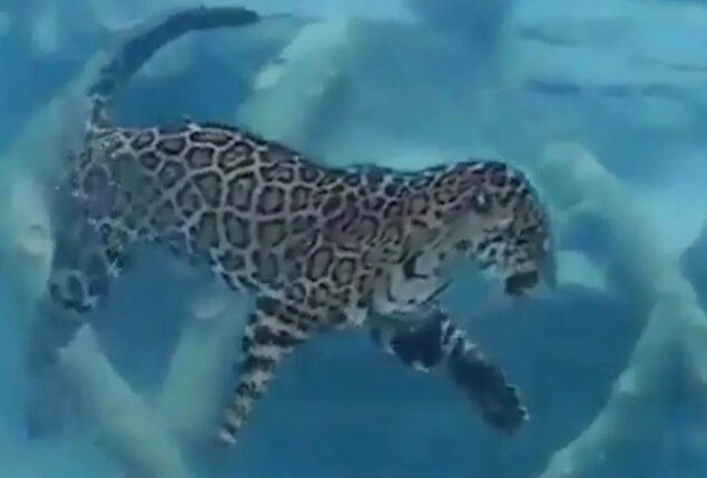 Jaguar