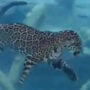 Jaguar Swimming Confidently in an Aquatic Water Tank: Video