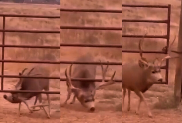 Deer using antlers to open barrier