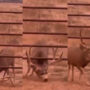Watch: Deer using antlers to open barrier has gone viral