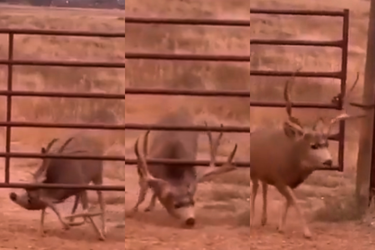 Deer using antlers to open barrier