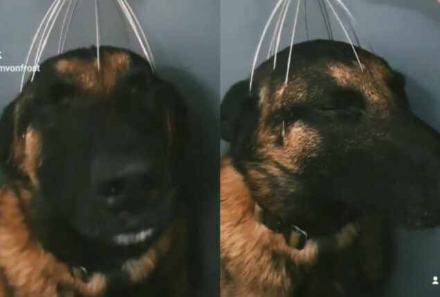 Viral Video: Funny dog's head massage reaction