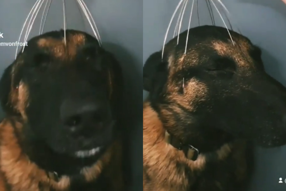 dog's head massage