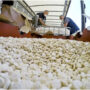 Jordan detects a seizable amount of amphetamine haul at Iraq border