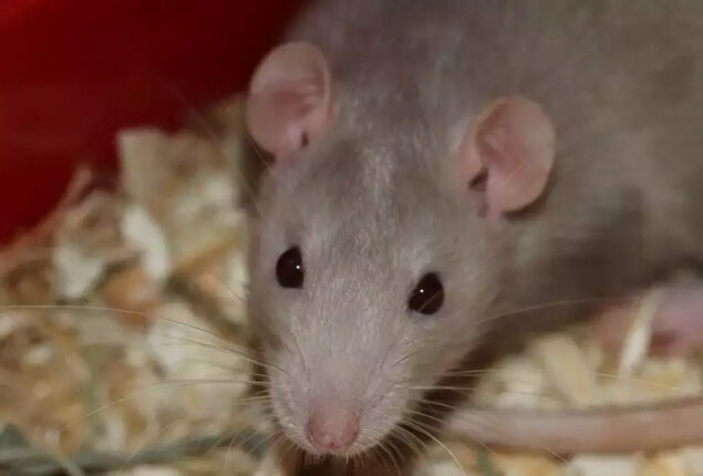 New York City will pay Rs 1.3 crore to a “bloodthirsty” rat hunter