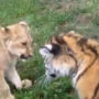 Lion cub and baby tiger playing will make your day