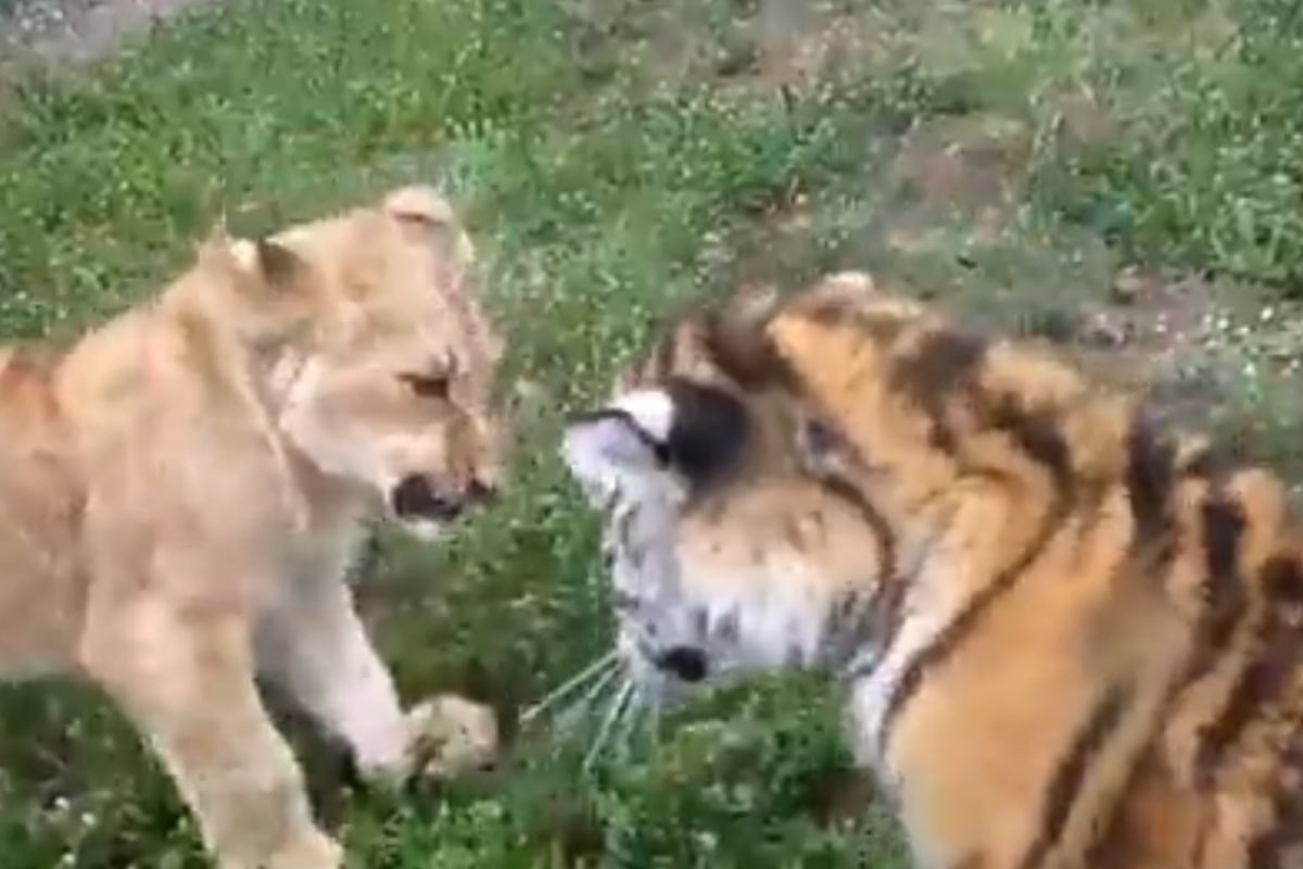 Lion and Tiger