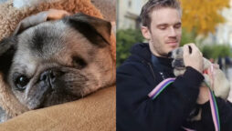 PewDiePie Maya