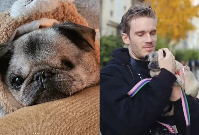 PewDiePie loses his beloved Maya: ‘Thank you for always making my days brighter’