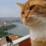 People wonder what cat and crow are saying: Video