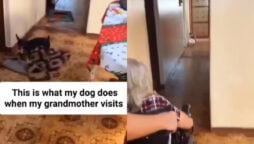 Dog’s heartwarming gesture for a disabled woman