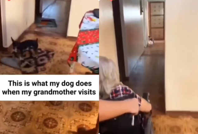 Dog’s heartwarming gesture for a disabled woman