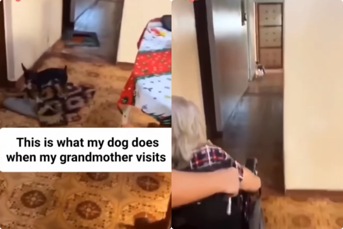 Dog
