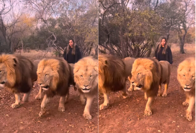 Watch: Woman strolling along with three lions has gone viral