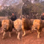 Watch: Woman strolling along with three lions has gone viral