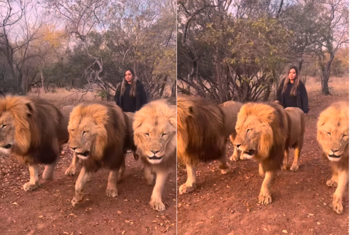 Woman strolling three lions