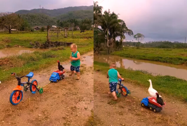 Video of kid lifting rooster