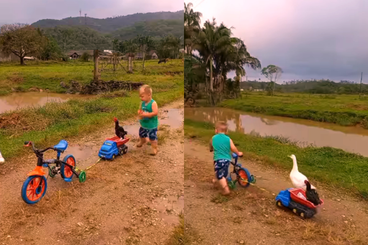 Video of kid lifting rooster