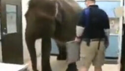 Elephant patiently getting X-rays: Shocked Internet