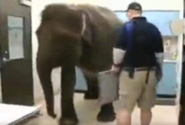 Elephant patiently getting X-rays