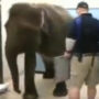 Elephant patiently getting X-rays: Shocked Internet
