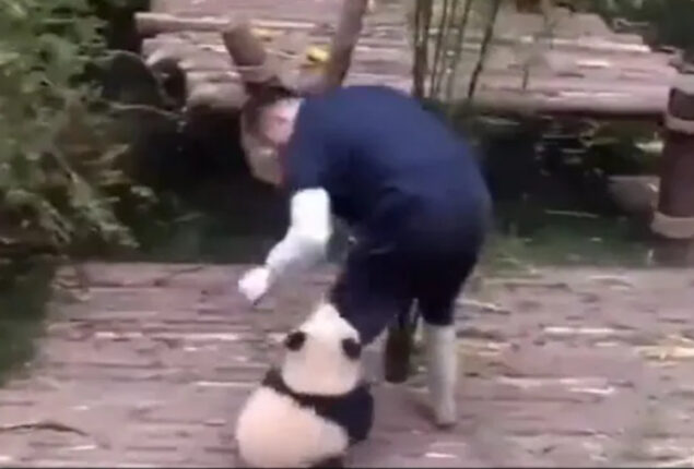 Panda Seeking Caretaker's Attention