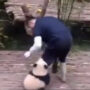 Viral Video: Panda Seeking Caretaker’s Attention Amazes Internet