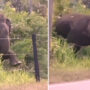 Watch viral: Elephant breaks electric barrier, crosses road, and retreats into woods