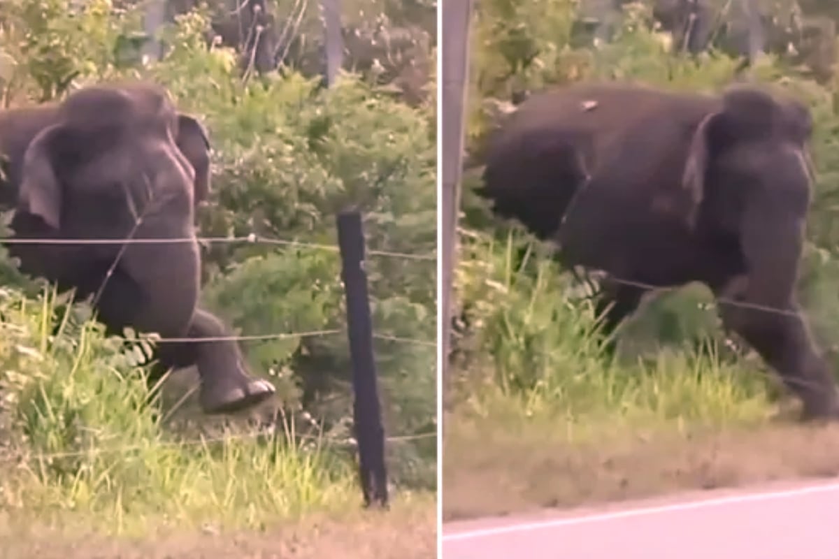 Elephant breaks electric barrier